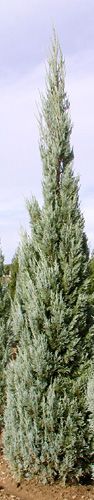 WELCHI JUNIPER