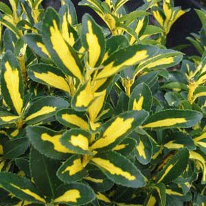 Image courtesy of Greenlef Nursery