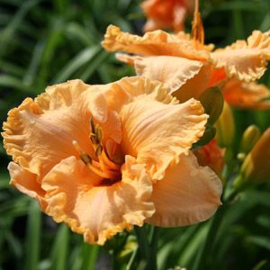 Image courtesy of Greenleaf Nursery