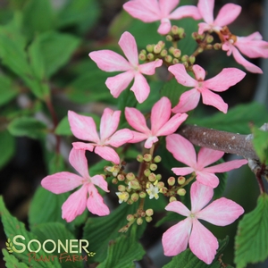 Image Property of Sooner Plant Farm