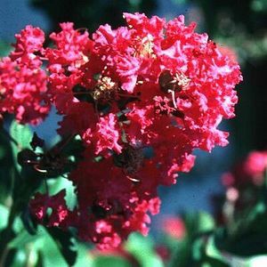 BECKY'S WATERMELON RED CRAPEMYRTLE