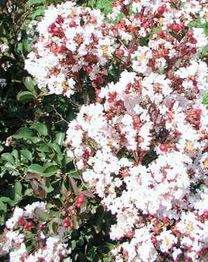 BURGUNDY COTTON® CRAPEMYRTLE