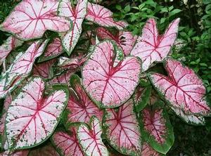Courtesy of Greenleaf Nursery