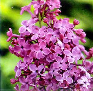 LILAC SUNDAY LILAC