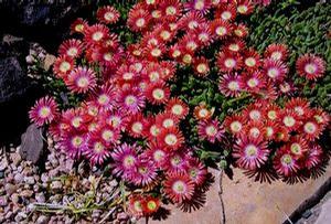 RED MOUNTAIN® ICE PLANT