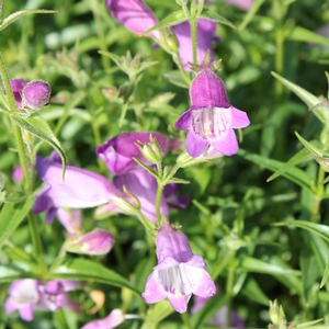 Image Property of Sooner Plant Farm