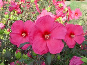 ERUPTION FLEMING™ HARDY HIBISCUS