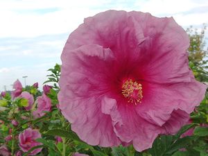 FANTASIA FLEMING™ HARDY HIBISCUS