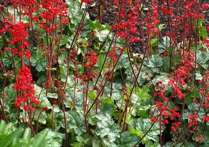 Courtesy of Terra Nova Nurseries