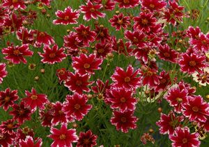 Courtesy of Terra Nova Nurseries