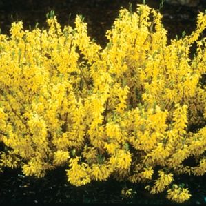 Courtesy of Spring Meadow Nursery