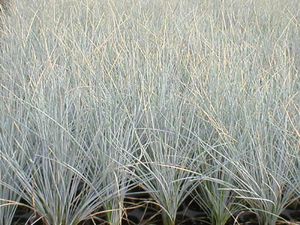 BOULDER BLUE FESCUE