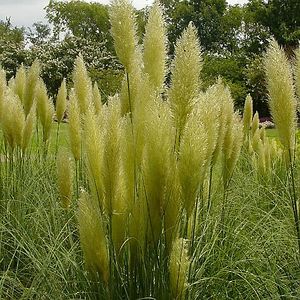 DWARF PAMPAS GRASS