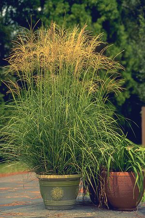 ARABESQUE MAIDEN GRASS