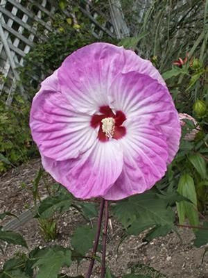 Courtesy of Walters Gardens INC