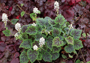 Courtesy of Terra Nova Nursery