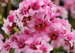 Courtesy of Terra Nova Nurseries