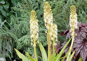 Courtesy of Terra Nova Nursery