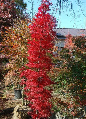 Brilliant Red Fall Color