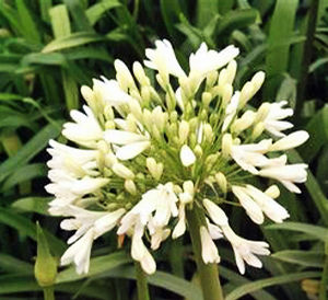 WHITE LILY OF THE NILE