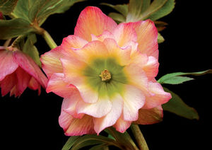 Courtesy of Terra Nova Nursery
