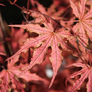 OLSEN'S FROSTED STRAWBERRY UPRIGHT JAPANESE MAPLE