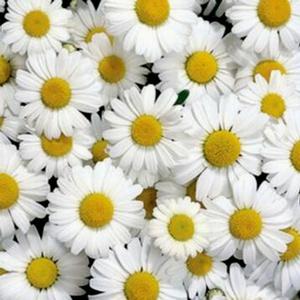 Photo courtesy of Greenleaf Nursery
