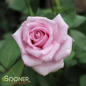 Image Property of Sooner Plant Farm, Inc.
