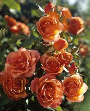 Photo courtesy of Weeks Roses