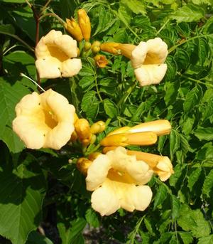 Photo courtesy of Greenleaf Nursery