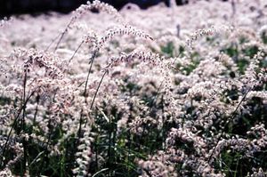 TALL TALES FOUNTAIN GRASS