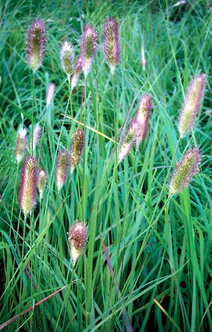 RED BUTTONS FOUNTAIN GRASS