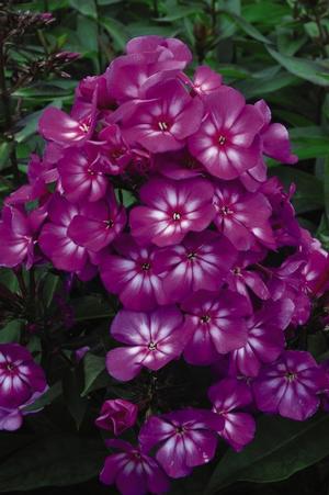 Photo courtesy of Bailey Nurseries