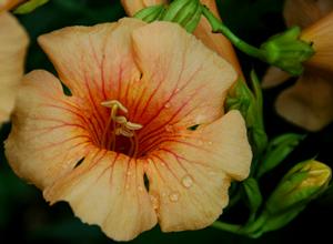 Photo courtesy of Ball Horticulture
