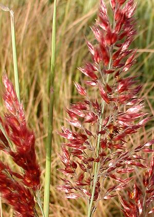 PINK CRYSTALS RUBY GRASS