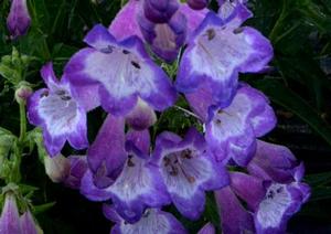 Photo courtesy of Terra Nova Nurseries