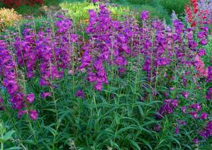 Photo courtesy of Terra Nova Nurseries