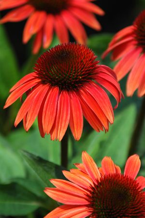 BIG SKY™ SUNSET CONEFLOWER