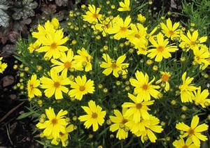 Courtesy of Terra Nova Nurseries