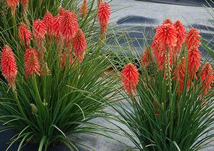 Courtesy of Terra Nova Nurseries