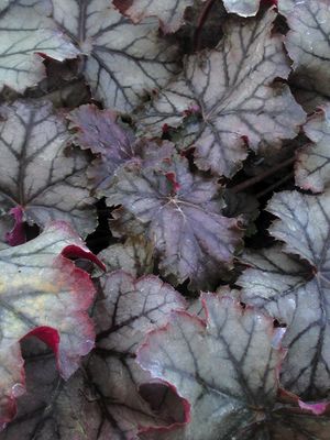 CRÈME DE MENTHE CORAL BELLS