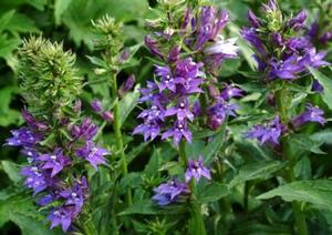 Courtesy of Terra Nova Nurseries