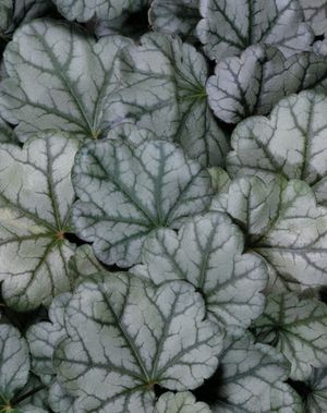 DOLCE® MOCHA MINT CORAL BELLS