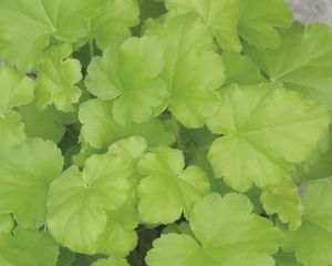 DOLCE® KEY LIME PIE CORAL BELLS