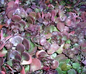 CHINESE SEDUM