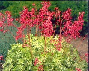 SNOW ANGEL CORAL BELLS