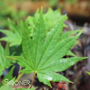 Summer Leaf Color - Image Property of Sooner Plant Farm, Inc.