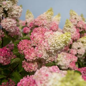 Image used with permission from Bailey Nurseries