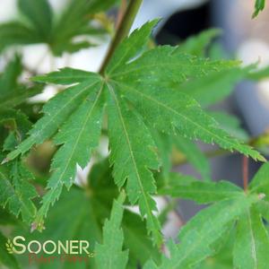 Image Property of Sooner Plant Farm, Inc.