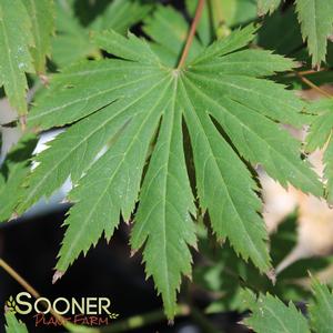 Image Property of Sooner Plant Farm, Inc.